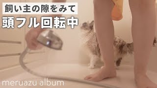 お風呂嫌いな猫、常に脱走できないか考える