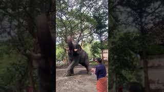 Kerala elephant 🐘 feeding #kerala #elephants #feeding