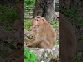 Cute Monkey Family Luno Life In The Jungle #cute