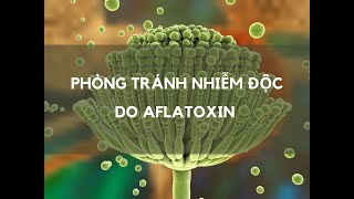 🦠 PHÒNG TRÁNH NHIỄM ĐỘC DO AFLATOXIN 🦠