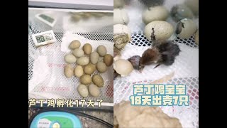 芦丁鸡养殖 #孵化芦丁鸡蛋 太可爱了 有没有育雏经验多的指点一番