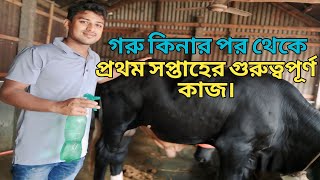 গরু কেনার পরে যত্ন | গরু কিনার পর করণীয় কাজ | গরু কেনার পর জরুরি কাজ গুলা কি | Cow care |