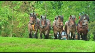 Belgian Draft Horses pull the flying carpet