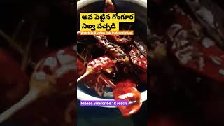 ఆవ పెట్టిన గోంగూర నిల్వ పచ్చడి