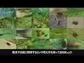 エンドウマメの害虫対策（絹さや・スナップエンドウを害虫被害から守る）エンドウの害虫一