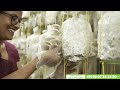 കൂൺ കൃഷിയിൽ ഒരു ടീച്ചറിന്റെ വിജയഗാഥ a teacher s success story in mushroom cultivation