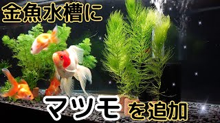 ５４話【水草】金魚水槽に水草を追加　マツモ