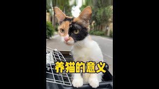 我把别人散养的母猫绝育了