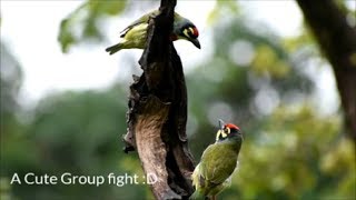 Coppersmith barbet, Nature's Beautiful Creation, Anushaktinagar, Mumbai (HD)