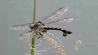 ウチワヤンマ（ Sinictinogomphus clavatus ）　Video 02 　　　