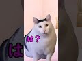 君もついてる　 猫ミーム あるある