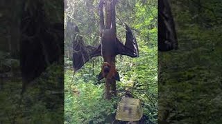 Robot Bat Hanging In The Woods || ViralHog