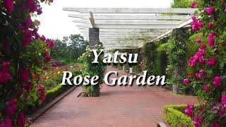 谷津バラ園　Japan　Yatsu　Rosegarden