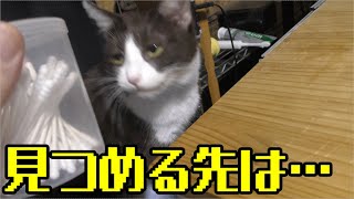 発情期もそろそろ終わりかな…みーちゃん猫がやってきた