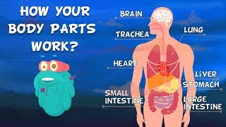 How Do Your Body Parts Work? | Non Stop Episodes | The Dr. Binocs Show | PEEKABOO KIDZ