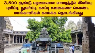 3500 ஆண்டு பழமையான மாமரத்தில் இனிப்பு,புளிப்பு,துவர்ப்பு,கசப்பு  சுவை மாங்கானிகள் காய்க்க தொடங்கியது