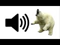 Angry Polar Bear - Sound Effect | ProSounds