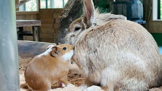 うさぎさんに絡む赤ちゃんモルモット Guinea pig baby