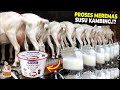 Sering Diminum Tapi Gak Tau Prosesnya.!! Begini Proses Kerja Peternakan kambing Penghasil Susu