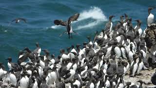 Common murres colony - 2023-5