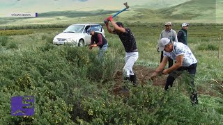 Сорняк карагана атакует Суусамырские пастбища