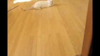 Milo Fetch!