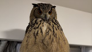 #556 ふわふわに膨らんだフクロウ Fluffy puffed up owl 【ベンガルワシミミズク】