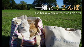 【Rabbit walk】I went for a walk with my husband and wife with two Netherland Dwarfs　Vol2