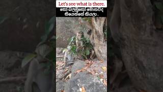 Let's see what is there කෝ බලමුකෝ මොනවද තියෙන්නේ කියලා #funnymonkeyfunny #short#cute#wildife#animal