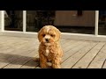 Puppy Growing from 2 month to 8 month | Cavoodle