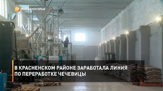 В Красненском районе заработала линия по переработке чечевицы