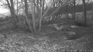 2016 11 04 17h12m raccoon dog