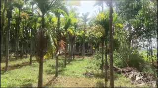 4.20 guntas land for sale in kunigal 700 arceanut trees and 120 coconut trees asking price 4. 5cr