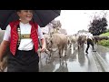 alpabfahrten appenzell landsgemeindeplatz hauptgasse metzibruecke alpabzug Öberefahre