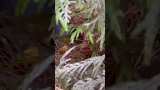 Pekin Robin in Nest