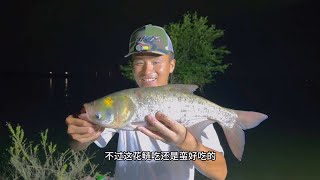 野河夜钓鲢鳙怎么都是这么大的花鲢，不过这样鱼熬的汤还真是鲜美