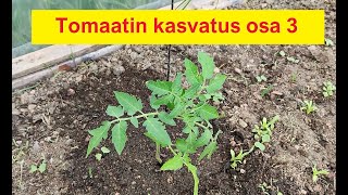 Tomaatin kasvatus osa 3 - Istutus multaan/kompostiin