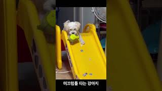 #강아지 #dog #애견 #말티푸 #아기 #강아지일상 #사랑스러운 #6개월 #아기와강아지 #cutedog #아기와강아지  #강아지브이로그 #shorts #미끄럼틀 #pets