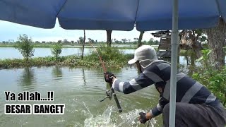 Gila...!! Mancing disini Bukan main IKAN MAS nya babon-babon semua