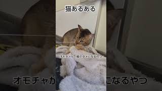 これ絶対よくあるやつ～【保護猫パルム君】 #岡山 #里親探し #保護猫 #里親募集中 #保護犬 #保護活動 #せとうち #おかやま #cat#catlover