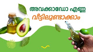 അവക്കാഡോ എണ്ണ ഉപയോഗിച്ചിട്ടുണ്ടോ? How to Make Avocado Oil at Home | Easy \u0026 Healthy Recipe