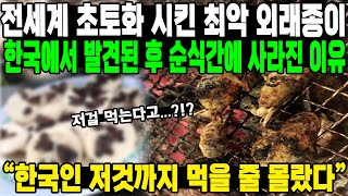 전세계 초토화 시킨 최악 외래종이한국에서 발견된 후 순식간에 사라진 이유“한국인 저것까지 먹을 줄 몰랐다”