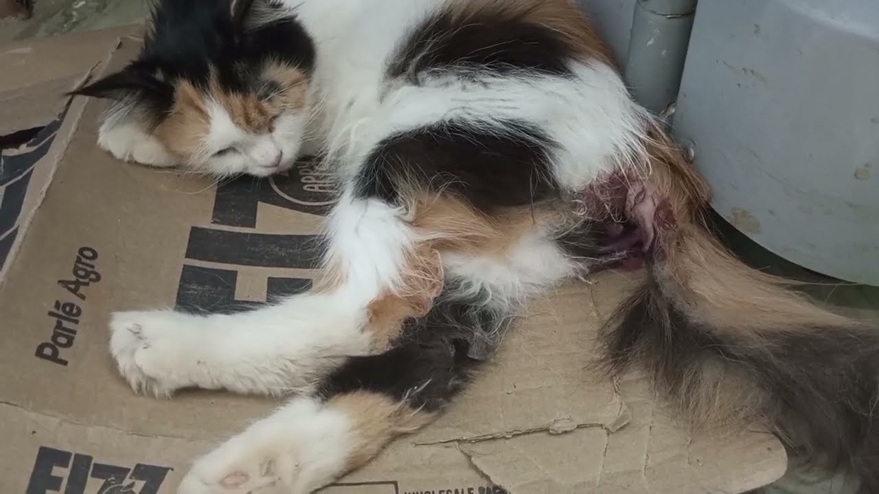 Cat Miscarriage - YouTube