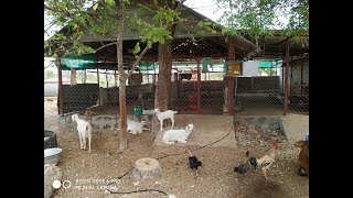 3.கொட்டகை அமைப்பு தொடர்ச்சி - தரைமேல் வளர்க்கும் ஆட்டு பண்ணை/ Goat farming in floor   part 3