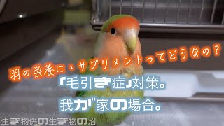 「毛引き症」対策。我が家の場合。羽の栄養にサプリメントってどうなの？rose face lovebird