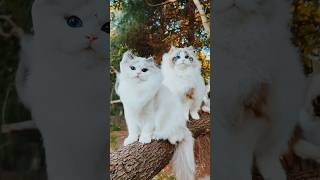 🔥Most Trending  Animal Videos - Funniest Cats and Dogs 2023 😺🐶 | Pets#cute #viral