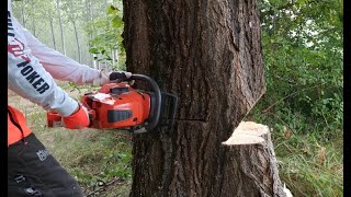 Husqvarna 572xp nyárfa döntés/ felling tree