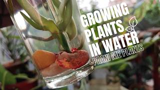 GROWING PLANTS IN WATER | BAGHBANI