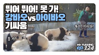 강바오와 아이바오의 기싸움👀루이는 난처해😢