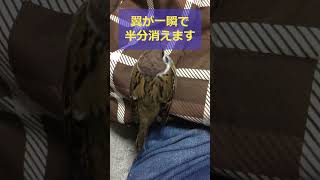 チー君　一瞬で翼を消すマジック！#shorts #bird #sparrow